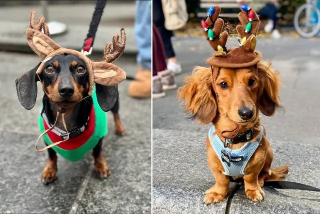 A Parade Of Doxies In Christmas Sweaters Is Coming To NYC Next Weekend — And It’s The Cutest Holiday Tradition In Town