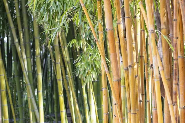The Largest Living Bamboo Collection In North America Is Less Than 2 Hours From L.A. — Surrounded By 4 Miles Of Ocean View Trails