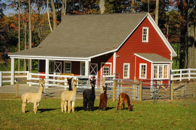 This Charming Alpaca Farm Is Just 2 Hours From NYC — And You Can Pet, Feed & Snap Selfies With Dozens of Furry Friends