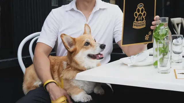 This Doggy Dining Experience Is Coming To LA For One Weekend Only