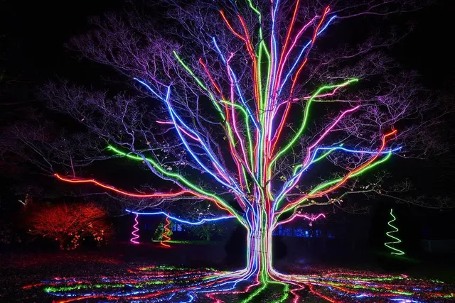 The San Francisco Botanical Garden Will Be Transformed With Over A Million Lights This Winter — Here’s How To Get Tickets