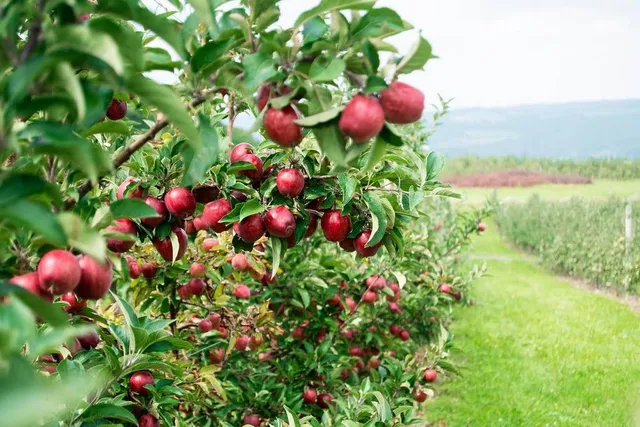 The Dreamiest Apple Orchards Near NYC To Visit This Fall — Where Fresh Cider, Hayrides & Perfect Pie Apples Await