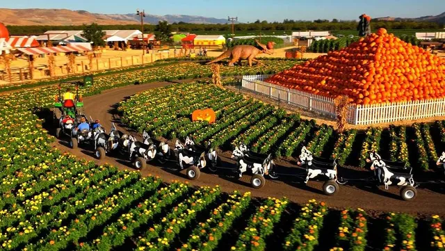 This 80-Year-Old Pumpkin Patch Is One Of The Bay Area’s Largest — With Animatronic Dinosaurs, Hay Rides, And Pumpkin Cannons