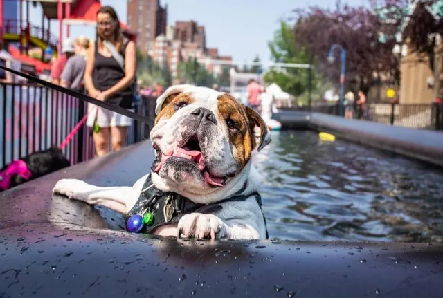 North America’s Biggest Dog Festival, The Day of the Dog, Returns to Santa Monica This Month