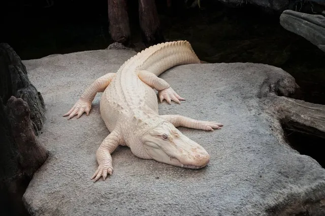 San Francisco’s Iconic Albino Alligator Claude Has Passed Away At The Age Of 30
