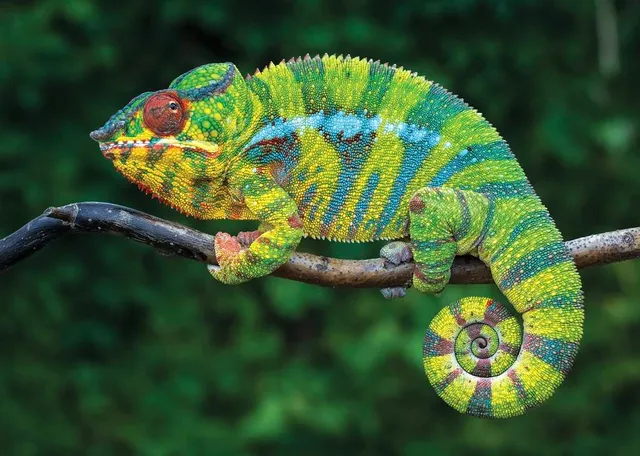 Uncover the Secret World of Reptiles at the Field Museum’s New “Reptiles Alive!” Exhibition