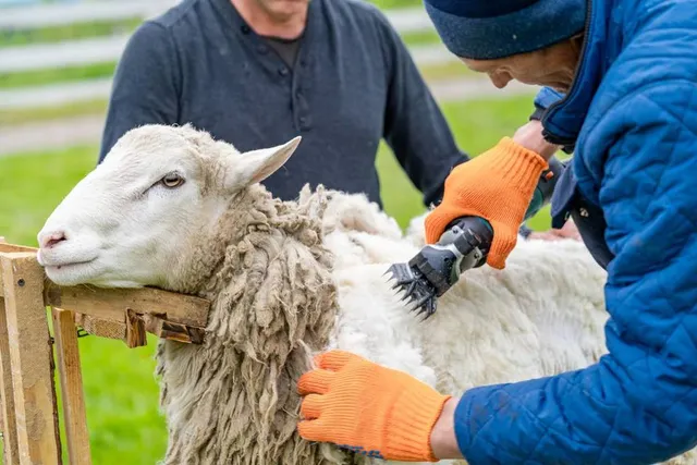 Watch Sheep Get Their Spring Haircuts This Weekend At NYC’s Only Sheep Shearing Festival