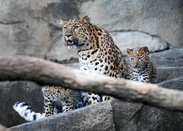 The Brookfield Zoo Just Welcomed Two Rare Leopard Cubs—And You Can Come Visit Them Now