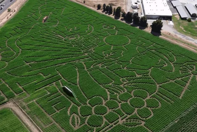 This World-Record Corn Maze Is Just 1 Hour From SF, And Its 2025 Design Has Just Been Revealed