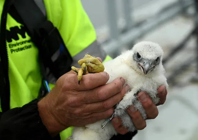 Three Adorable Peregrine Falcon Chicks Were Just Born At Verrazzano-Narrows Bridge, And You Need To See These Cute Photos