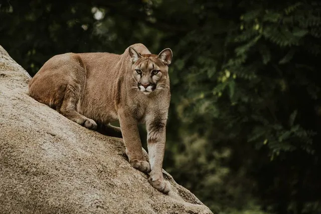 San Francisco Mountain Lion Captured At California & Octavia Streets After ‘Hours-Long Standoff’ — It Will Be Released Into The Wild