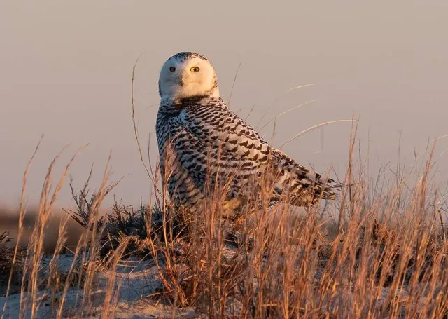 A Pair of Snowy Owls Have Taken Chicago by Storm—Here’s Where to Catch A Glimpse of Them