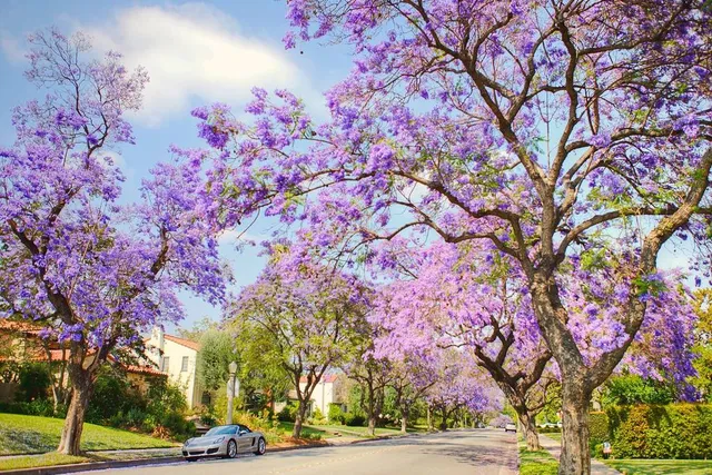 These Purple Trees Blooming In L.A. Came All The Way From South America — Brought By A Visionary Woman