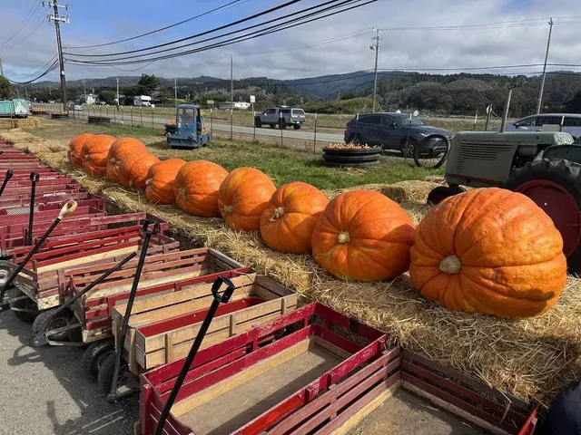 This Legendary Bay Area Pumpkin Patch Sells Massive Atlantic Giants Weighing Up To 1,500 Pounds