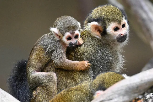 Brookfield Zoo Welcomes Baby Squirrel Monkey Days Before Opening New Primate Habitat