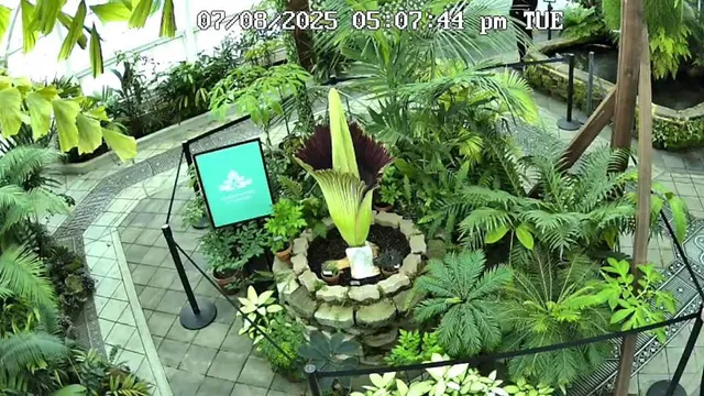 Thousands Are Flocking To A Historic SF Garden To See (And Smell) This Rare Flower—Here Are Today’s Special Hours