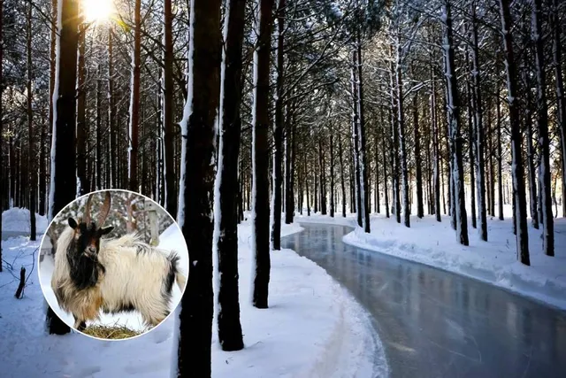 This 9-Mile Outdoor Ice Skating Path Winds You Through An Enchanting Forest — & You Can Feed Exotic Animals Along The Way