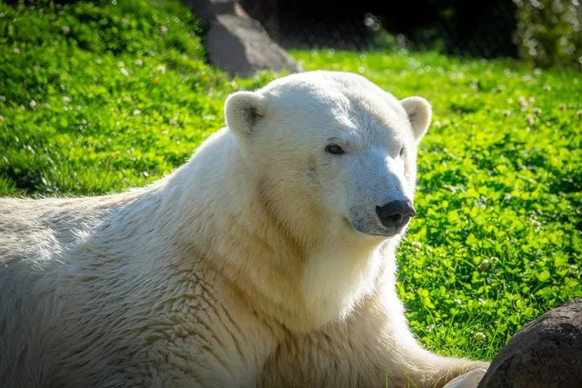 Meet the Brookfield Zoo’s Newest Resident Polar Bear