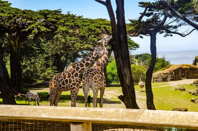 The San Francisco Zoo Is Hosting One Of Its Elusive Free Admission Days This Week — Here’s What To Know