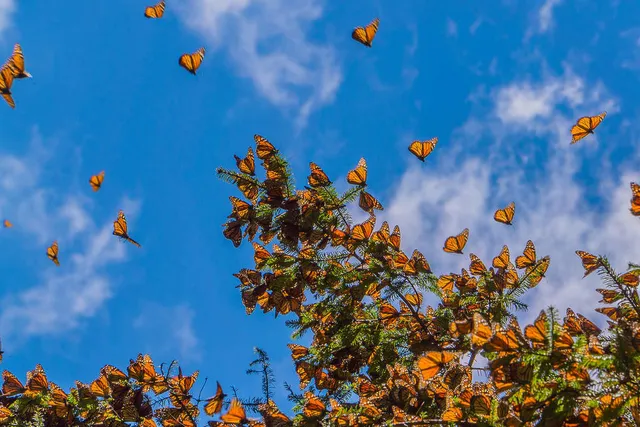 California’s Annual Monarch Migration Phenomenon Is Underway — Here’s Where to Spot Them Near L.A.