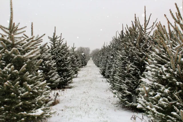 Best Places to Buy a Christmas Tree in Chicago: Farms, Lots, & Vendors 2025