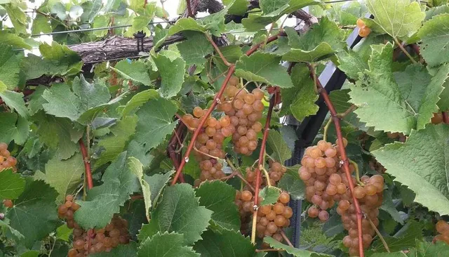 This Illinois Wine Trail Is Being Called “the Napa of the Midwest”—and It’s Surprisingly Affordable