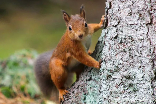 Aggressive Squirrels Are Taking Over Santa Monica’s Palisades Park — And We’re To Blame