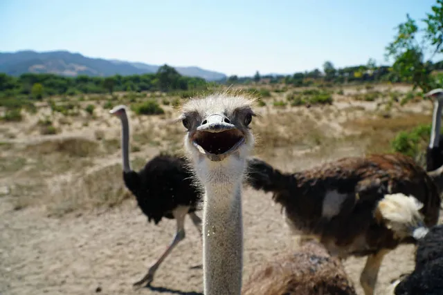 You Can Feed Over 100 Ostriches And Emus At This Roadside Ranch 2.5 Hours From Los Angeles