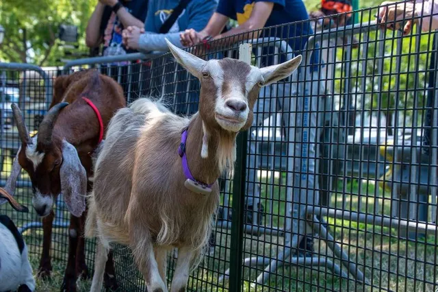 Meet The 5 Adorable Goats Competing In NYC’s Wildest Eating Contest Ever