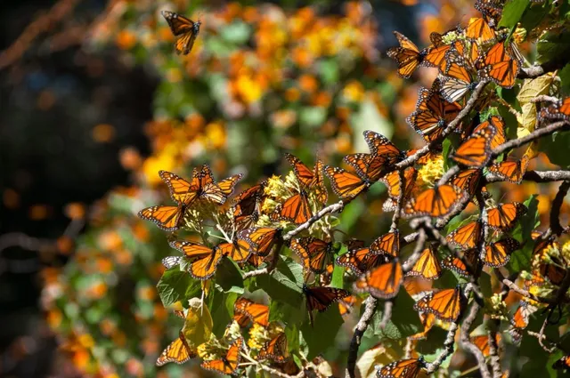 Thousands Of Monarch Butterflies Are Fluttering To The California Coast This Winter — Here’s Where To See Them Near San Francisco