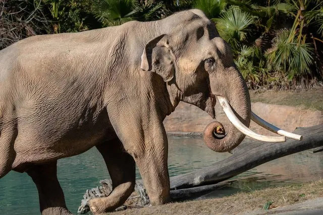 No Sanctuary For Billy And Tina: The Asian Elephants From The L.A. Zoo Have Been Relocated To Tulsa