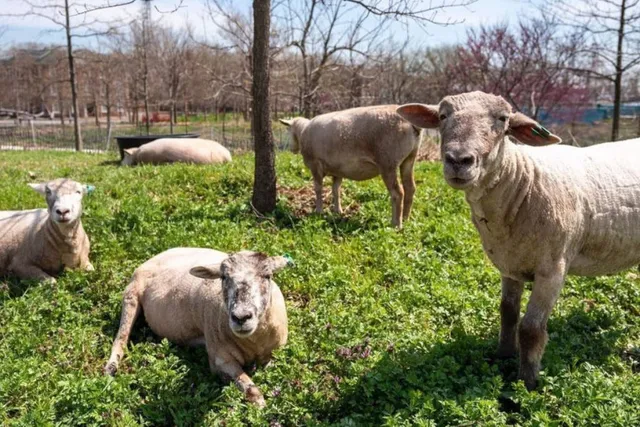 These Adorable Sheep Have Been Saving Governors Island’s Ecosystem—But This Summer Will Be Their Last