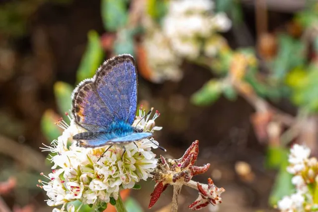 Walk Amongst L.A.’s Native Blue Butterflies In A Free Guided Tour — Here’s How to Join