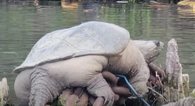 Chonkosaurus the Turtle Makes First 2025 Appearance on the Chicago River