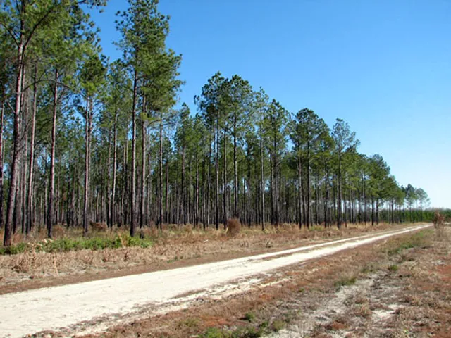 Green Hill Land & Forestry