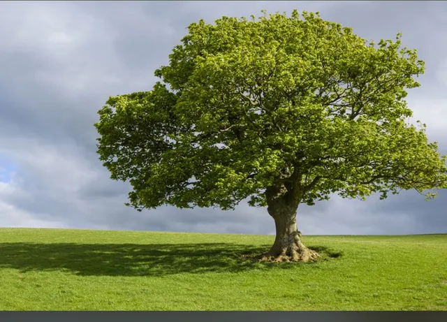 Friends Field Tennis Courts
