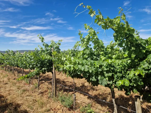 Bodega Pago de Vallegarcía