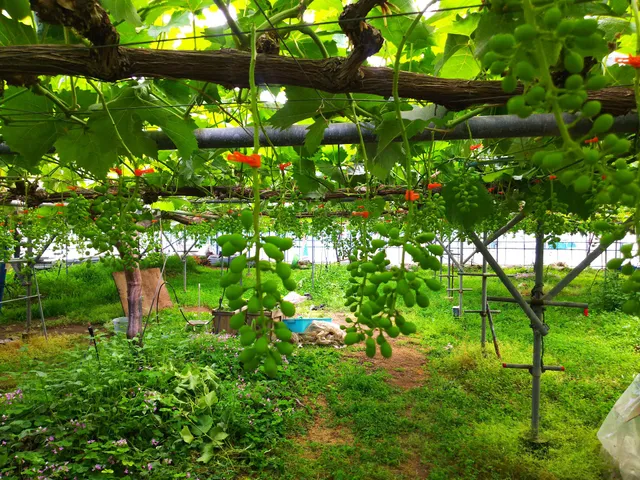 六国圷ぶどう園