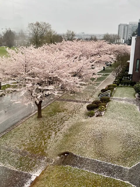 Cherry Blossom Avenue