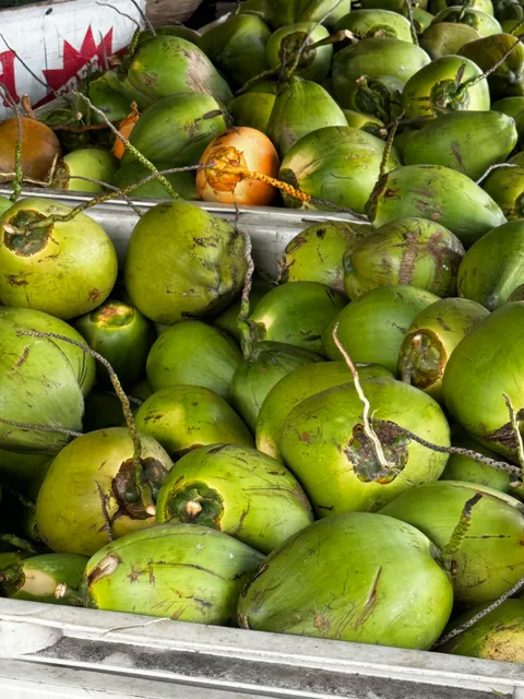 Florida-Coconuts and Broward Palms