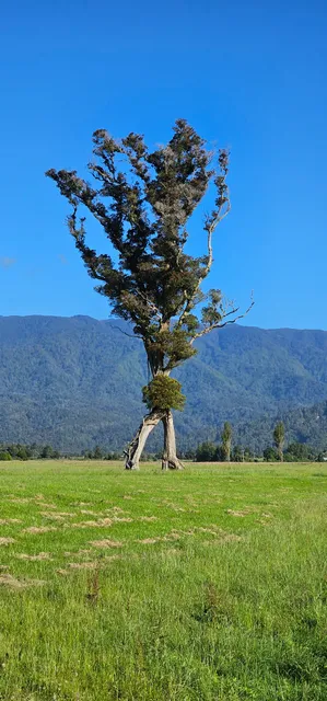 Karamea Walking Tree