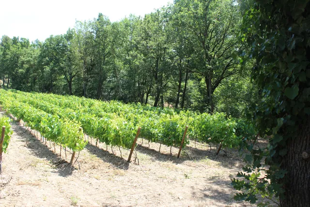 Domaine Du Mas Bleu - Val des vignes Vignoble&Gîtes