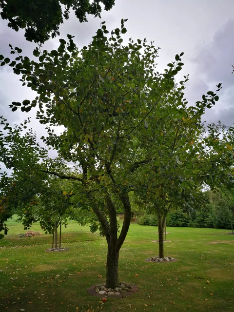 Ferienwohnung Ochs in Idafehn