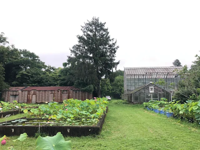 University of Tokyo Botanical Laboratory (Lotus Garden)