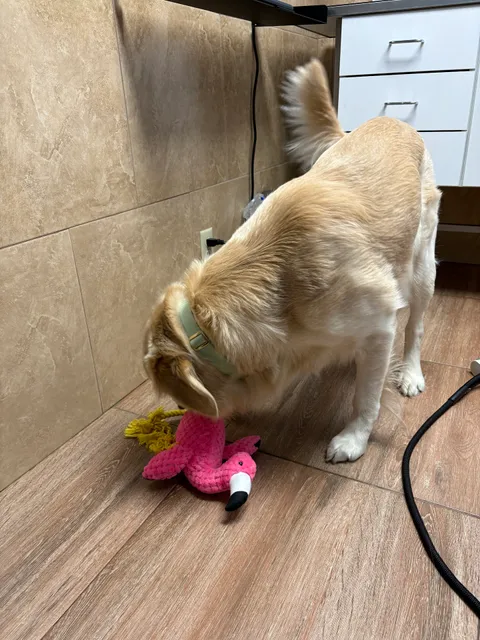 Coral Breeze Animal Hospital