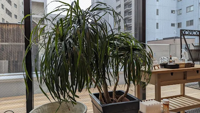 Buongiorno - Takasaki Suzuran Branch