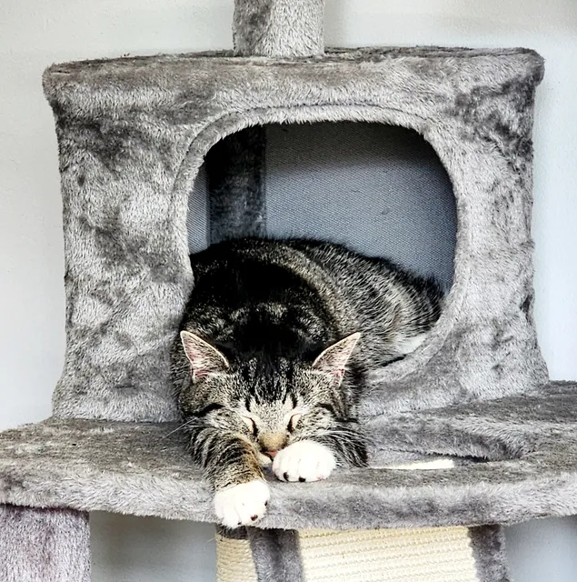 Line Mountain Animal Hospital