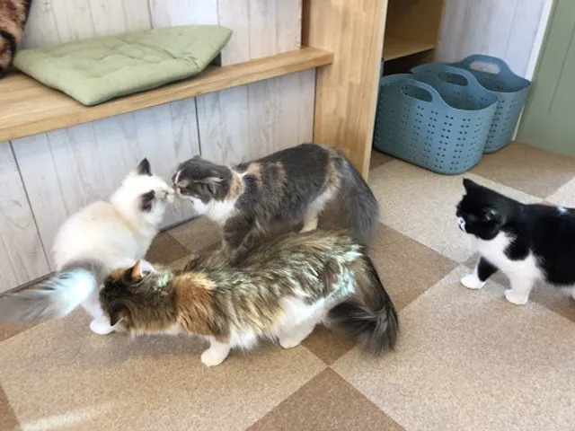 猫ハウスまいけるCafe