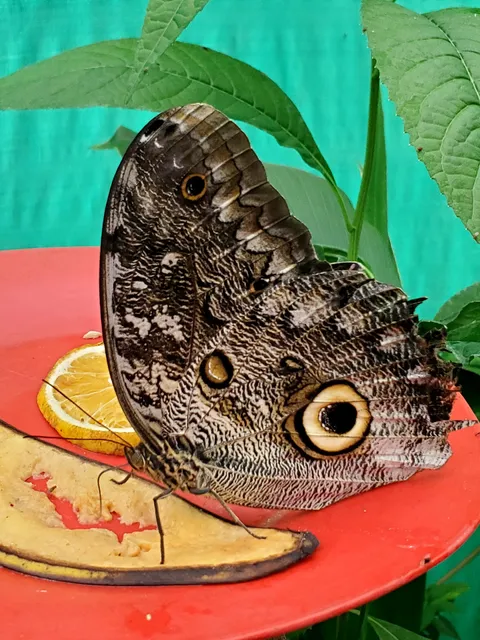 Butterfly House Nathaly Mindo