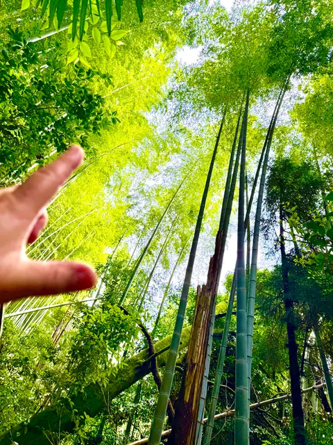Fushimi Inari Bamboo Forest